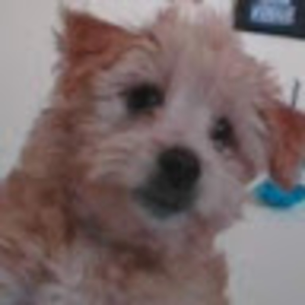 Meet your Posher, Rosy